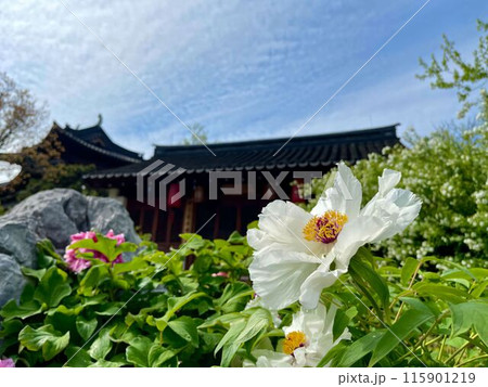 White Peony in Traditional Garden White Peony in Traditional Garden 115901219