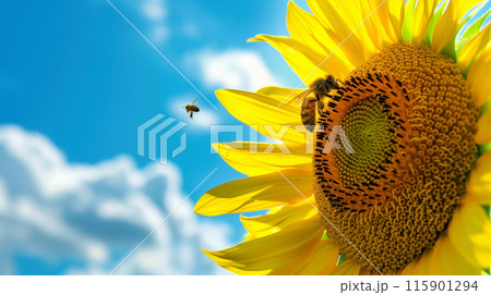 蜜を集めるミツバチと夏空のひまわりのイラスト素材 [115901294] - PIXTA