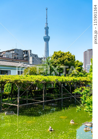 【東京都】亀戸天神から見える東京スカイツリー 【東京都】亀戸天神から見える東京スカイツリー 115901364