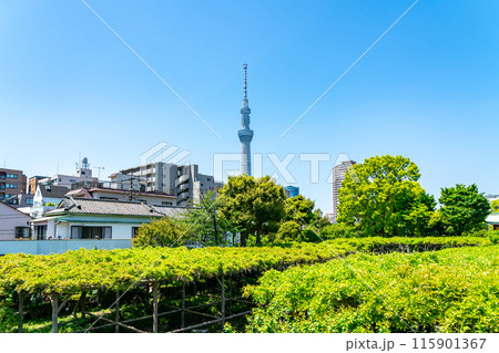 【東京都】亀戸天神から見える東京スカイツリー 115901367