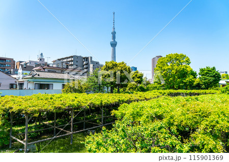 【東京都】亀戸天神から見える東京スカイツリー 【東京都】亀戸天神から見える東京スカイツリー 115901369