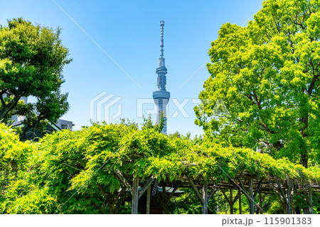 【東京都】亀戸天神から見える東京スカイツリー 115901383