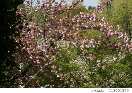 鳥取　四季の散歩　春　花回廊 115901549