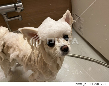シャンプー中の犬 115901725