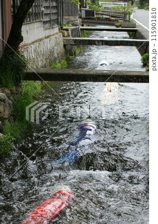 鳥取 四季の散歩 鯉のぼりが泳ぐ川 瀬戸川 鳥取 四季の散歩 鯉のぼりが泳ぐ川 瀬戸川 115901810