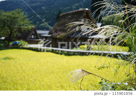 富山県南砺市の五箇山、合掌集落（相倉集落）3 115901856