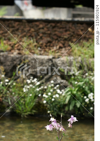 鳥取　四季の散歩　鯉のぼりが泳ぐ川　瀬戸川 115901924