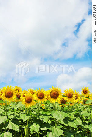 北海道 夏の青空とひまわりの風景 北海道 夏の青空とひまわりの風景 115901991
