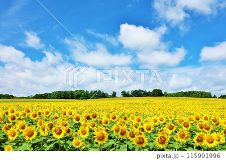 北海道　夏の青空とひまわりの風景 115901996