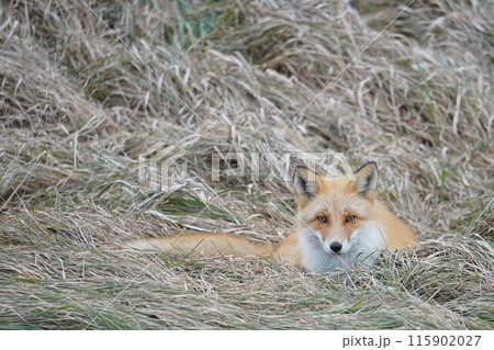 枯草と北きつね 115902027