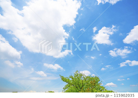 初夏の雲と木立 初夏の雲と木立 115902035