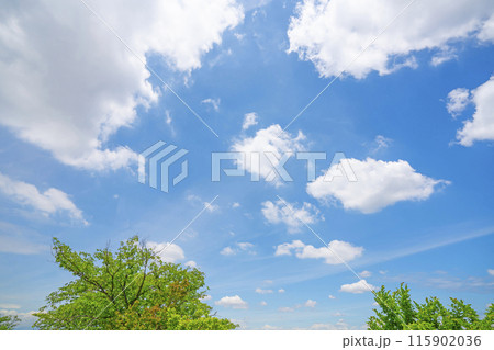 初夏の雲と木立 115902036