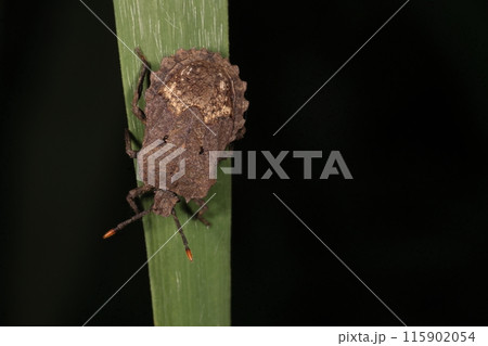 生き物　昆虫　ノコギリカメムシ、地味なカメムシ。縁のギザギザが特徴、ウリ科作物の害虫とされています 115902054