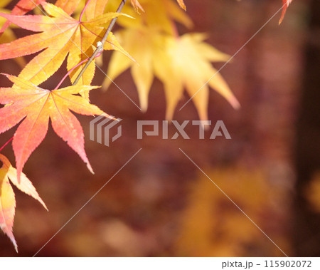 紅葉 115902072