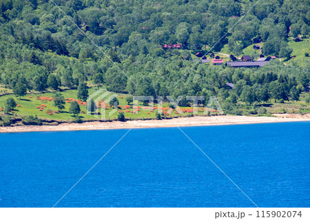 野反湖キャンプ場付近のレンゲツツジ群生地 野反湖キャンプ場付近のレンゲツツジ群生地 115902074