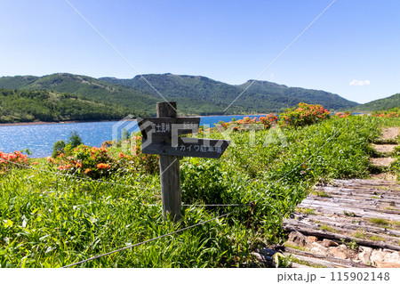 レンゲツツジ咲く初夏の野反湖畔遊歩道 115902148
