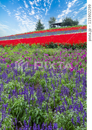 「北海道」かんのファーム・花畑の風景 富良野 「北海道」かんのファーム・花畑の風景 富良野 115902299