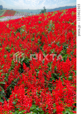 「北海道」かんのファーム・花畑の風景　富良野 115902303