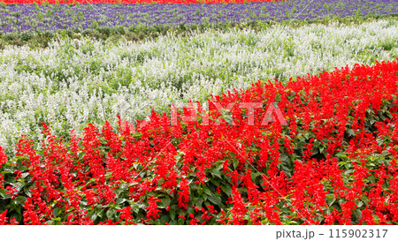 「北海道」かんのファーム・花畑の風景 富良野 「北海道」かんのファーム・花畑の風景 富良野 115902317