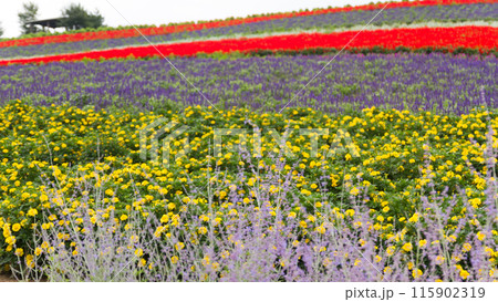 「北海道」かんのファーム・花畑の風景 富良野 「北海道」かんのファーム・花畑の風景 富良野 115902319