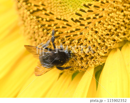 ひまわりの蜜を吸うクロマルハナバチ 115902352