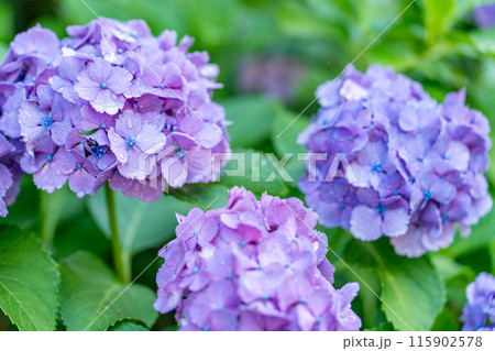 梅雨に咲く紫陽花 115902578