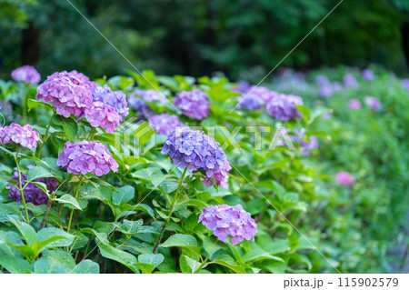 梅雨の晴れ間に咲く紫陽花 115902579