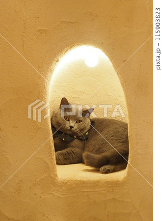 猫カフェ くつろぐ猫 猫カフェ くつろぐ猫 115903823