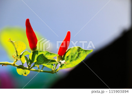 Small red chilies on the stem close up view 115903894
