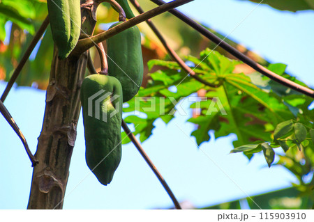 Raw green papaya tropical fruit on tree 115903910