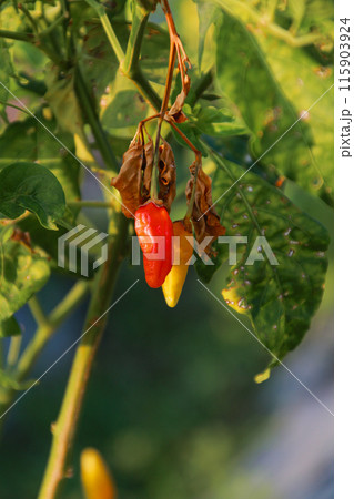 Small red chilies on the stem close up view Small red chilies on the stem close up view 115903924