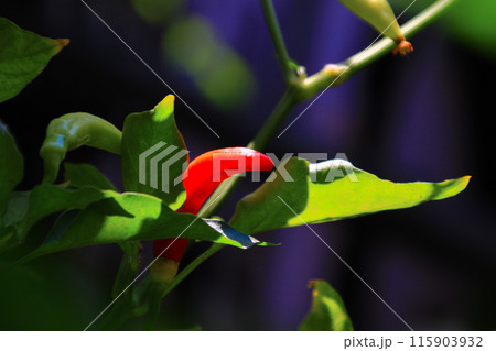 Small red chilies on the stem close up view Small red chilies on the stem close up view 115903932