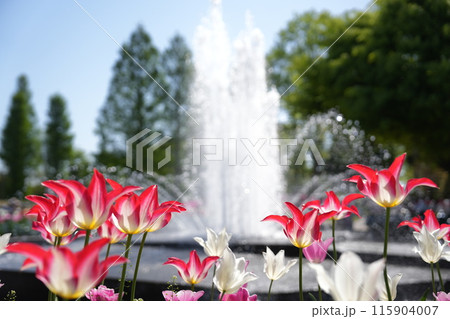 富山県砺波市チューリップフェア1 115904007