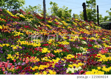 富山県砺波市チューリップフェア8 115904014
