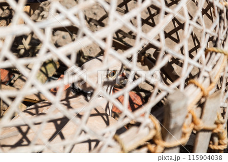 Turtledoves in a cage being dried in the sun in the morning Turtledoves in a cage being dried in the sun in the morning 115904038