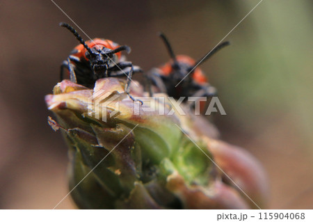 アスパラガスにつく赤い害虫 アスパラガスにつく赤い害虫 115904068