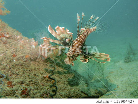 Lion fish hunting at the bottom of the Gulf of Oman in Fujairah, United Arab Emirates Lion fish hunting at the bottom of the Gulf of Oman in Fujairah, United Arab Emirates 115904427