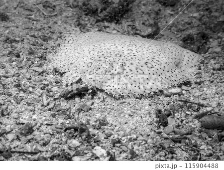 Flounder fish hides in the Gulf of Oman in Fujairah, United Arab Emirates, in black and white 115904488