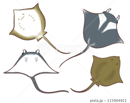 エイのセットイラスト 115904921