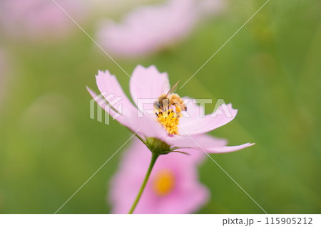 富山県砺波市夢の平スキー場のコスモス畑2 115905212