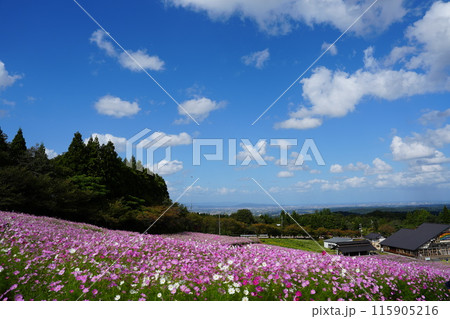 富山県砺波市夢の平スキー場のコスモス畑4 富山県砺波市夢の平スキー場のコスモス畑4 115905216