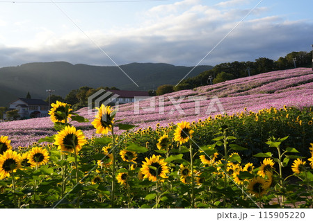 富山県砺波市夢の平スキー場のコスモス畑7 115905220