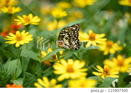Beautiful butterfly with yellow flower garden in spring season Beautiful butterfly with yellow flower garden in spring season 115907300