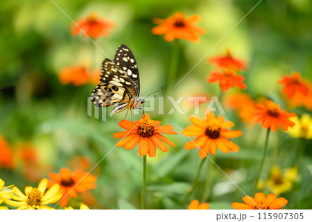 Beautiful butterfly with orange flower garden in spring season Beautiful butterfly with orange flower garden in spring season 115907305