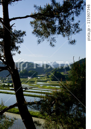 農村風景春　棚田　水田　松　猿政山　三河内の棚田　つなぐ棚田遺産　夢街道ルネサンス 115907346