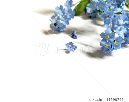 ワスレナグサの束と落ちた花(右上配置) ワスレナグサの束と落ちた花(右上配置) 115907424