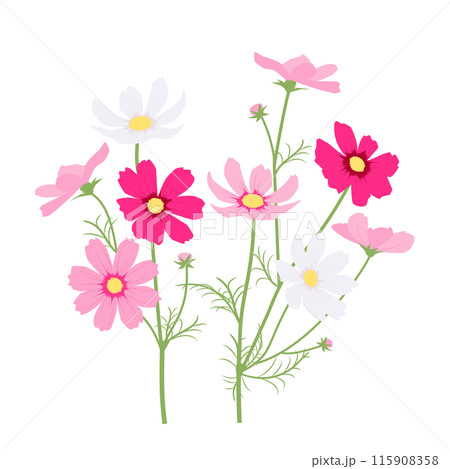 カラフルな赤、ピンク、白のコスモスのイラスト カラフルな赤、ピンク、白のコスモスのイラスト 115908358