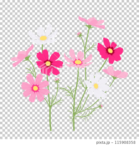 カラフルな赤、ピンク、白のコスモスのイラスト カラフルな赤、ピンク、白のコスモスのイラスト 115908358