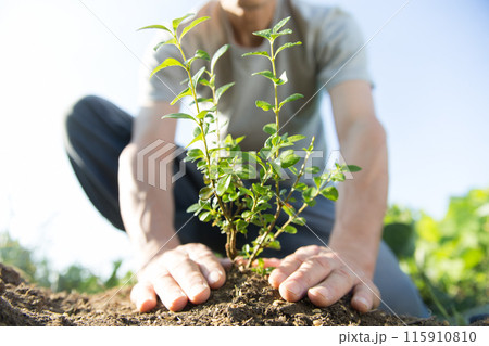 苗木を植える 苗木を植える 115910810