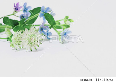 ブルースターとスターオブビリオンの花背景 115911068